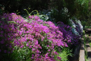 Tuinonderhoud